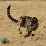 Tierschutz: Fotostrecke: Gefährdete Geparden - Bild 2