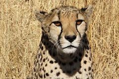 Tierschutz: Fotostrecke: Gefährdete Geparden - Bild 3