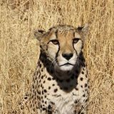 Tierschutz: Fotostrecke: Gefährdete Geparden - Bild 3