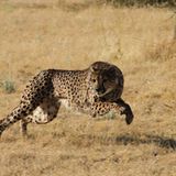 Tierschutz: Fotostrecke: Gefährdete Geparden - Bild 4