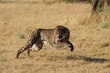 Tierschutz: Fotostrecke: Gefährdete Geparden - Bild 4
