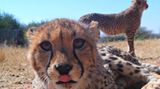 Tierschutz: Fotostrecke: Gefährdete Geparden - Bild 6