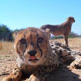 Tierschutz: Fotostrecke: Gefährdete Geparden - Bild 6