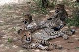 Tierschutz: Fotostrecke: Gefährdete Geparden - Bild 7