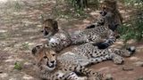 Tierschutz: Fotostrecke: Gefährdete Geparden - Bild 7