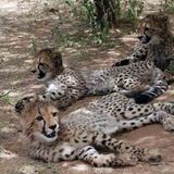 Tierschutz: Fotostrecke: Gefährdete Geparden - Bild 7