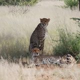 Tierschutz: Fotostrecke: Gefährdete Geparden - Bild 8