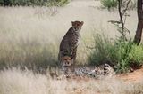 Tierschutz: Fotostrecke: Gefährdete Geparden - Bild 8