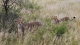 Tierschutz: Fotostrecke: Gefährdete Geparden - Bild 9