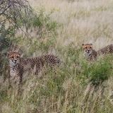 Tierschutz: Fotostrecke: Gefährdete Geparden - Bild 9