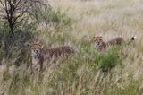 Tierschutz: Fotostrecke: Gefährdete Geparden - Bild 9