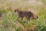Tierschutz: Fotostrecke: Gefährdete Geparden - Bild 10