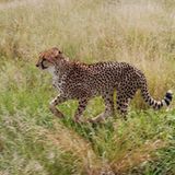 Tierschutz: Fotostrecke: Gefährdete Geparden - Bild 10