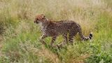 Tierschutz: Fotostrecke: Gefährdete Geparden - Bild 10