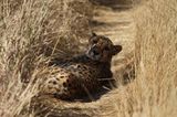 Tierschutz: Fotostrecke: Gefährdete Geparden - Bild 11