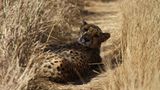 Tierschutz: Fotostrecke: Gefährdete Geparden - Bild 11