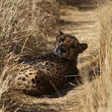 Tierschutz: Fotostrecke: Gefährdete Geparden - Bild 11