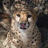 Tierschutz: Fotostrecke: Gefährdete Geparden - Bild 12