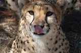 Tierschutz: Fotostrecke: Gefährdete Geparden - Bild 12