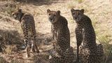 Tierschutz: Fotostrecke: Gefährdete Geparden - Bild 13