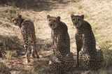 Tierschutz: Fotostrecke: Gefährdete Geparden - Bild 13