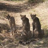 Tierschutz: Fotostrecke: Gefährdete Geparden - Bild 13