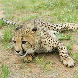 Tierschutz: Fotostrecke: Gefährdete Geparden - Bild 14