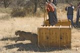 Tierschutz: Fotostrecke: Gefährdete Geparden - Bild 15