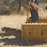 Tierschutz: Fotostrecke: Gefährdete Geparden - Bild 15