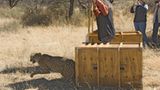 Tierschutz: Fotostrecke: Gefährdete Geparden - Bild 15