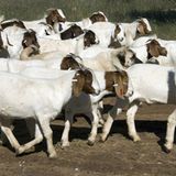 Tierschutz: Fotostrecke: Gefährdete Geparden - Bild 16