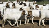 Tierschutz: Fotostrecke: Gefährdete Geparden - Bild 16