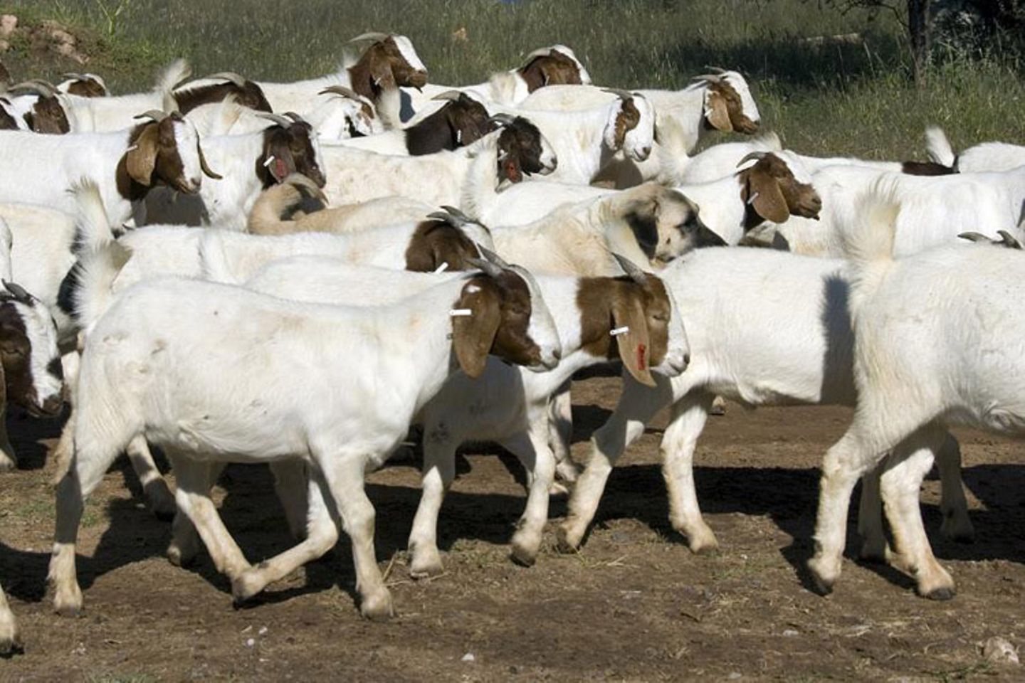 Tierschutz: Fotostrecke: Gefährdete Geparden - Bild 16