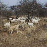 Tierschutz: Fotostrecke: Gefährdete Geparden - Bild 17