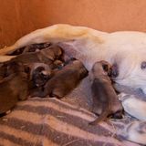 Tierschutz: Fotostrecke: Gefährdete Geparden - Bild 18