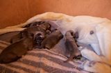 Tierschutz: Fotostrecke: Gefährdete Geparden - Bild 18