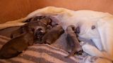 Tierschutz: Fotostrecke: Gefährdete Geparden - Bild 18