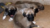 Tierschutz: Fotostrecke: Gefährdete Geparden - Bild 19