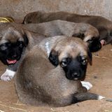 Tierschutz: Fotostrecke: Gefährdete Geparden - Bild 19