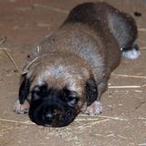 Tierschutz: Fotostrecke: Gefährdete Geparden - Bild 20