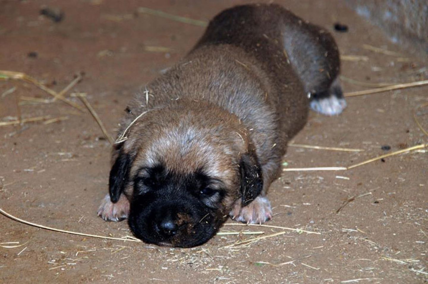 Tierschutz: Fotostrecke: Gefährdete Geparden - Bild 20
