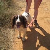 Tierschutz: Fotostrecke: Gefährdete Geparden - Bild 22