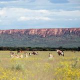 Tierschutz: Fotostrecke: Gefährdete Geparden - Bild 25