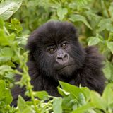 Unverwechselbares Gesicht