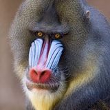 Farbenprächtiger Säuger