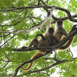 Geschickte Kletterer