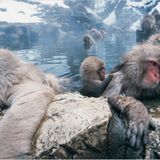 Äffische Badekultur