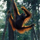 Bedrohter Lebensraum