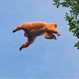 Leben in den Wipfeln