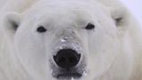Tierschutz: Fotostrecke: Eisbären schützen - Bild 2
